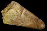 Cretaceous Fossil Crocodile Tooth - Morocco #122453-1